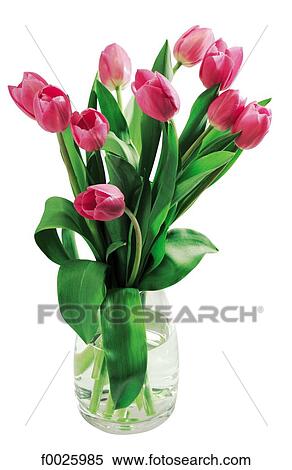 Tulip bouquet View Large Photo Image Stock Photography - Tulip bouquet. Fotosearch