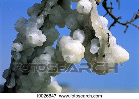 Israel, Dead Sea, salt concretion View Large Photo Image Stock Photo - Israel, Dead Sea, salt concretion. Fotosearch