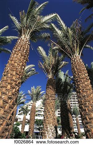 Israel, Eilat, palm trees View Large Photo Image Picture - Israel, Eilat, palm trees. Fotosearch