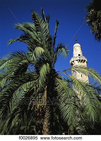 Israel, Jerusalem, minaret and palm tree View Large Photo Image Stock Photography - Israel, Jerusalem, minaret and palm tree. Fotosearch