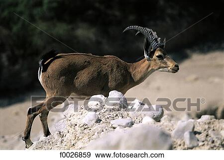 Stock Photo - Israel, near the Dead Sea, antelope. Fotosearch