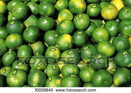 Stock Photography - Israel, Tel Aviv, green lemons for sale. Fotosearch