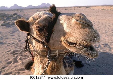 Stock Image - Algeria, Hoggar, camel. Fotosearch