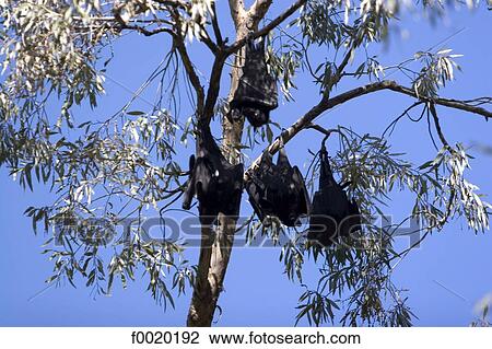 Australia, Northern Territory, Nitmiluk park, bats View Large Photo Image Stock Image - Australia, Northern Territory, Nitmiluk park, bats. Fotosearch