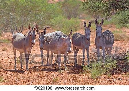 Australie, Northern Territory, near Alice Springs, wild donkeys View Large Photo Image Stock Photo - Australie, Northern Territory, near Alice Springs, wild donkeys. Fotosearch