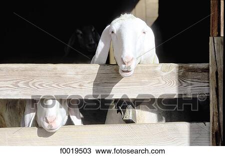 Austria, Tyrol, Innsbruck, farm, sheep View Large Photo Image Stock Image - Austria, Tyrol, Innsbruck, farm, sheep. Fotosearch