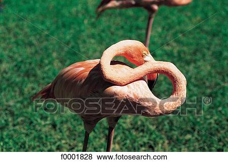 Stock Photo - Bahamas, New Providence, Nassau, pink flamingo. Fotosearch