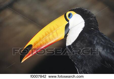 Brazil, Toucan View Large Photo Image Stock Image - Brazil, Toucan. Fotosearch