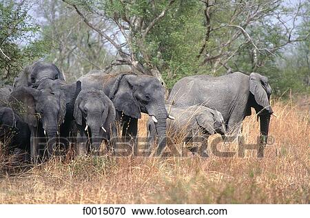 Stock Image - Cameroon, Wasa National Park, elephants. Fotosearch
