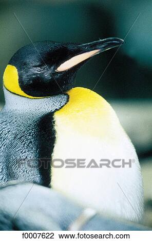 Canada, Ontario, Great North, Emperor penguin View Large Photo Image Stock Image - Canada, Ontario, Great North, Emperor penguin. Fotosearch