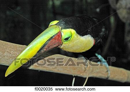 Costa Rica, zoological park, toucan View Large Photo Image Stock Photography - Costa Rica, zoological park, toucan. Fotosearch