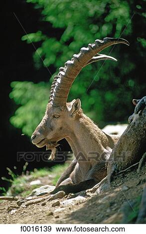 France, Alps, Chamonix valley, ibex View Large Photo Image Stock Photo - France, Alps, Chamonix valley, ibex. Fotosearch