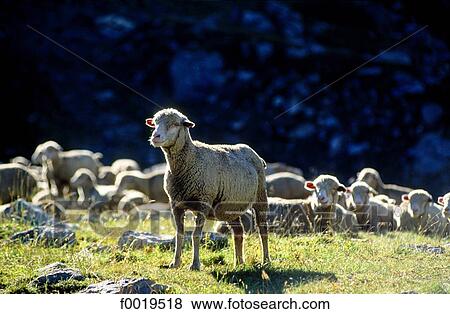 France, Alps, flock of sheep View Large Photo Image Stock Photo - France, Alps, flock of sheep. Fotosearch