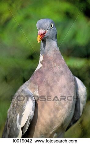 France, Aquitaine, wood pigeon View Large Photo Image Stock Image - France, Aquitaine, wood pigeon. Fotosearch