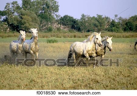 France, Bouches du Rhône (13), Provence Alpes Côte d'Azur, chevaux en camargue View Large Photo Image Stock Image - France, Bouches du Rhône (13), Provence Alpes Côte d'Azur, chevaux en camargue. Fotosearch