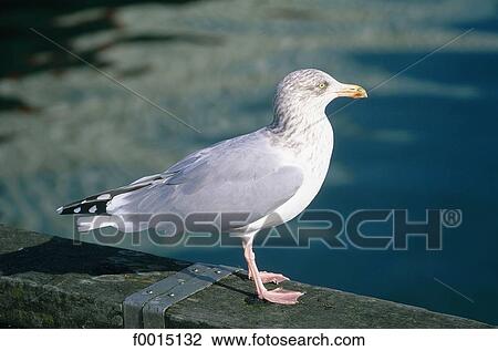 France, Brittany, Pont-Aven, gull View Large Photo Image Stock Image - France, Brittany, Pont-Aven, gull. Fotosearch
