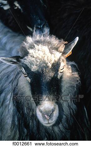Stock Image - France, Corsica, Murato, Corsican sheep. Fotosearch