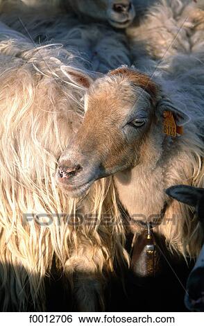 France, Corsica, Murato, sheep breeding View Large Photo Image Stock Photograph - France, Corsica, Murato, sheep breeding. Fotosearch