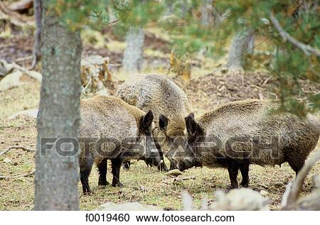 France, Languedoc, les Angles, zoo, wild boars View Large Photo Image Stock Image - France, Languedoc, les Angles, zoo, wild boars. Fotosearch
