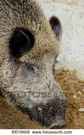 France, Languedoc, les Angles, zoo, wild boars View Large Photo Image Stock Photo - France, Languedoc, les Angles, zoo, wild boars. Fotosearch