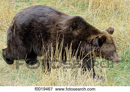 France, Languedoc, les Angles, zoo, brown bear View Large Photo Image Stock Photo - France, Languedoc, les Angles, zoo, brown bear. Fotosearch