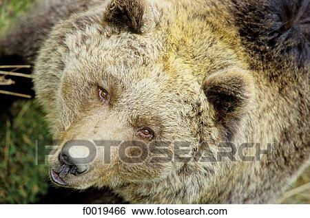 France, Languedoc, les Angles, zoo, brown bear View Large Photo Image Stock Photograph - France, Languedoc, les Angles, zoo, brown bear. Fotosearch