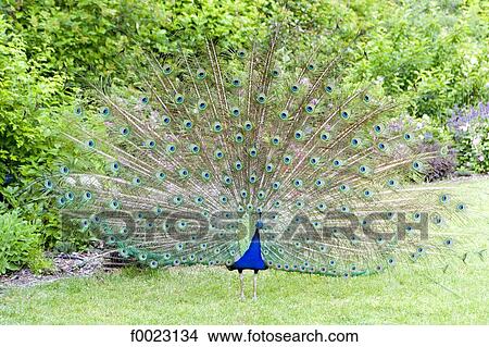 France, Touraine, Lémeré, Rivau castle gardens, peacock displaying View Large Photo Image Picture - France, Touraine, Lémeré, Rivau castle gardens, peacock displaying. Fotosearch