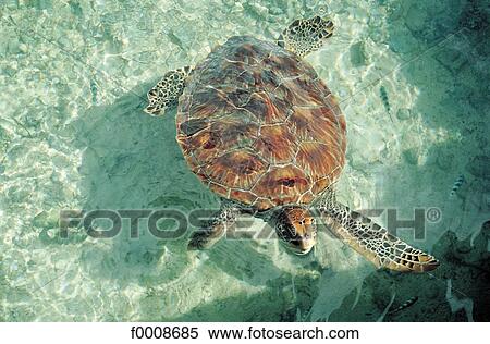 French Polynesia, Tahiti, turtle View Large Photo Image Stock Photography - French Polynesia, Tahiti, turtle. Fotosearch