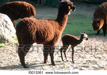 Germany, Berlin, zoo, mother and baby llama View Large Photo Image Stock Image - Germany, Berlin, zoo, mother and baby llama. Fotosearch
