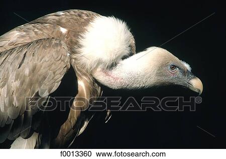 Stock Image - Germany, Berlin, zoo, vulture. Fotosearch
