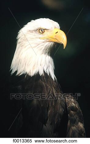 Stock Photography - Germany, Berlin, Zoological garden, bald eagle. Fotosearch