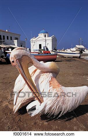 Greece, Mykonos Island, pelican View Large Photo Image Picture - Greece, Mykonos Island, pelican. Fotosearch