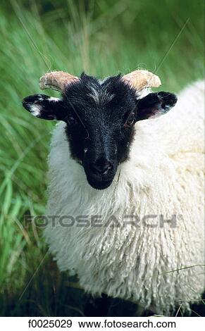 Ireland, Connemara, sheep View Large Photo Image Stock Photo - Ireland, Connemara, sheep. Fotosearch