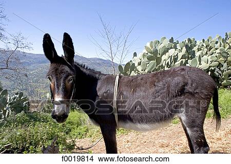 Italy, Sicily, Madonie mountains park, donkey View Large Photo Image Picture - Italy, Sicily, Madonie mountains park, donkey. Fotosearch