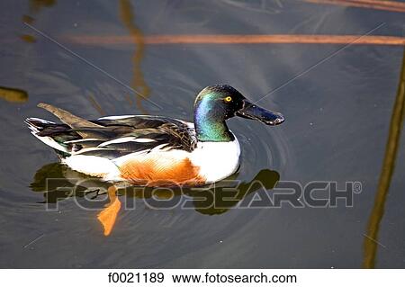 Stock Photo - Japan, Tokyo, Ueno Park, duck. Fotosearch
