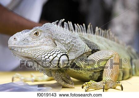 Malaysia, Kuala Lumpur, Batu caves, iguana View Large Photo Image Stock Image - Malaysia, Kuala Lumpur, Batu caves, iguana. Fotosearch