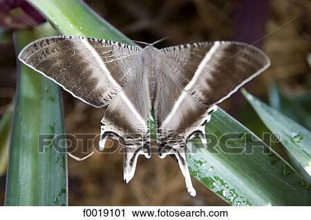 Stock Image - Malaysia, Kuala Lumpur, butterfly. Fotosearch