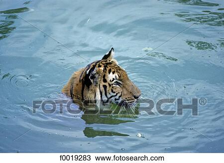 Singapore city, zoo, Malayan tiger View Large Photo Image Stock Image - Singapore city, zoo, Malayan tiger. Fotosearch