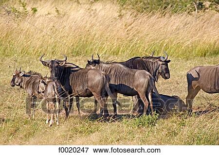 Stock Photo - South Africa, Zululand, herd of wildebeest. Fotosearch