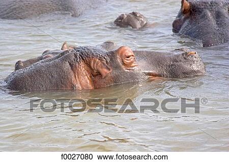 Stock Image - South Africa, Zululand, Kosi Bay lake, hippopotamus. Fotosearch