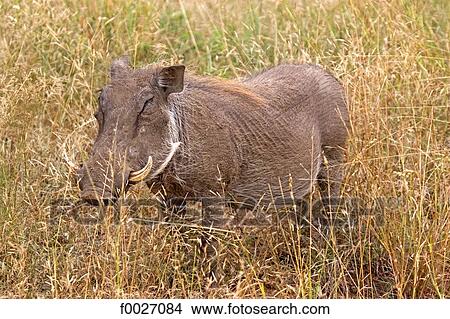 South Africa, Zululand, private game reserve, warthog View Large Photo Image Picture - South Africa, Zululand, private game reserve, warthog. Fotosearch