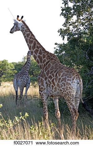 Stock Image - South Africa, Zululand, private game reserve, giraffes. Fotosearch