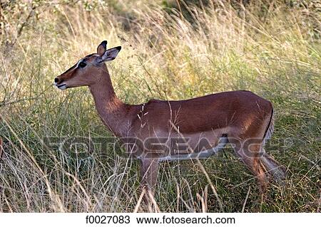 South Africa, Zululand, private game reserve, antelope View Large Photo Image Stock Image - South Africa, Zululand, private game reserve, antelope. Fotosearch