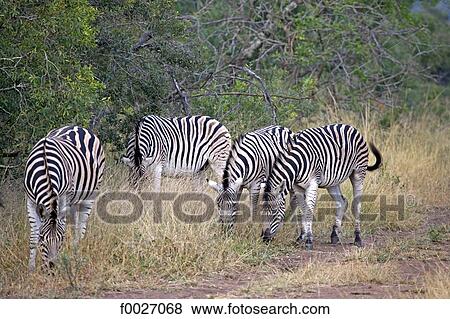 South Africa, Zululand, private game reserve, zebras View Large Photo Image Stock Photo - South Africa, Zululand, private game reserve, zebras. Fotosearch