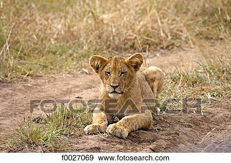 South Africa, Zululand, private game reserve, lioness View Large Photo Image Stock Photo - South Africa, Zululand, private game reserve, lioness. Fotosearch