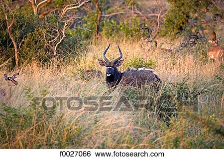 South Africa, Zululand, private game reserve, antelope View Large Photo Image Stock Photograph - South Africa, Zululand, private game reserve, antelope. Fotosearch