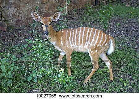 South Africa, Zululand, private game reserve, antelope View Large Photo Image Stock Photography - South Africa, Zululand, private game reserve, antelope. Fotosearch