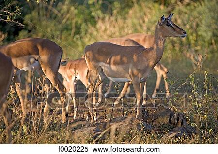 South Africa, Zululand, springboks View Large Photo Image Stock Photography - South Africa, Zululand, springboks. Fotosearch