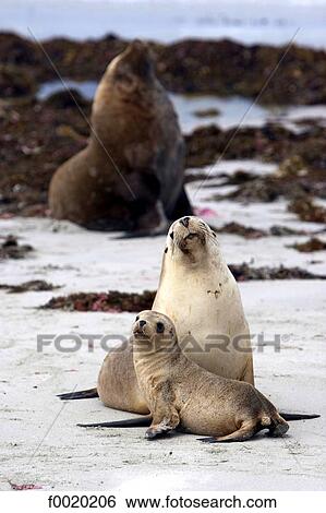 South Australia, Kangaroo island, fur seals View Large Photo Image Stock Photograph - South Australia, Kangaroo island, fur seals. Fotosearch
