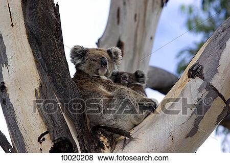 Stock Photo - South Australia, Kangaroo island, mother and baby Koala in an eucalyptus. Fotosearch